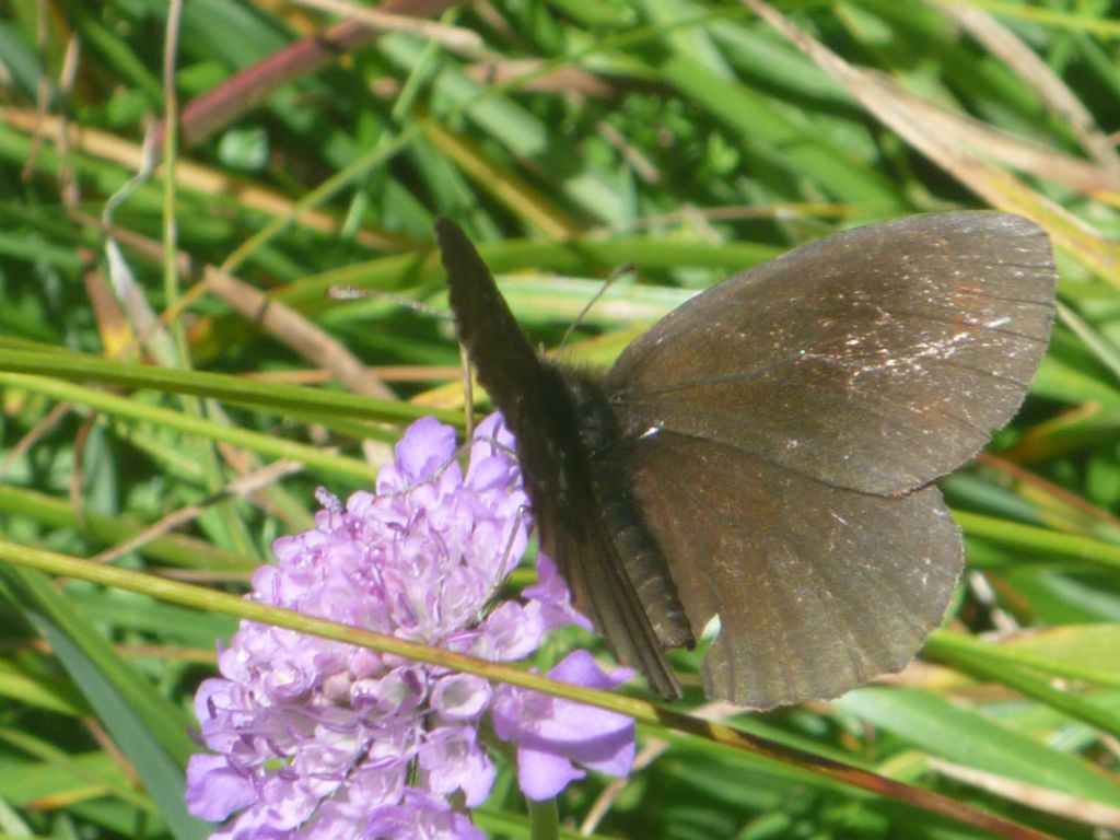 Erebia cassioides ed Erebia cfr. manto